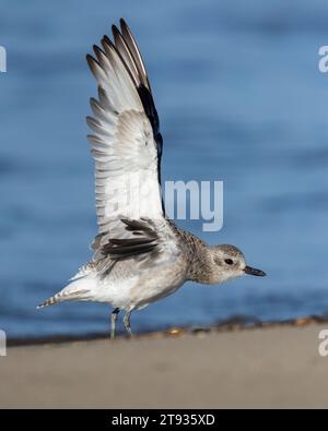 Pluvialis squatarola (Pluvialis squatarola), vue latérale d'un adulte étirant ses ailes, Campanie, Italie Banque D'Images