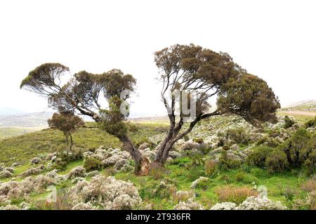 La bruyère géante (Erica arborea) est un arbuste ou un petit arbre originaire du bassin méditerranéen, des îles Canaries et des montagnes de l'Afrique occidentale. Cette photo a été prise Banque D'Images