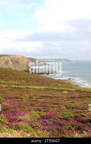 La bruyère (Erica cinerea) est un arbuste originaire d'Europe occidentale, de l'Espagne à la Norvège. Cette photo a été prise à Dinan, Bretagne, France. Banque D'Images