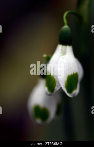 Morceaux de Galanthus de huit, bonde de neige hybride de croissant, marquages verts, croissant, bonde neige, gouttes de neige, ressort, fleur, fleurs, RM Floral Banque D'Images