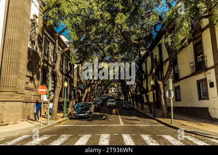 Une rue typique de Funchal, Madère avec des trottoirs en mosaïque et des auvents d'arbres Banque D'Images