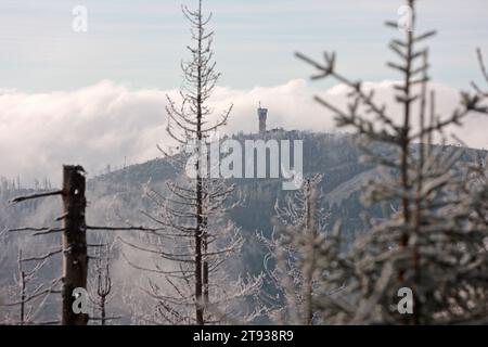 Schierke, Allemagne. 22 novembre 2023. Les nuages dérivent au-dessus du Wurmberg en Basse-Saxe. Le paysage dans le parc national du Harz sur le Brocken est couvert de cerise. Des cristaux de glace bizarres se forment sur les herbes et les plantes. Les températures glaciales créent ce spectacle dans les montagnes du Harz, alors que la neige est encore loin. Crédit : Matthias Bein/dpa/Alamy Live News Banque D'Images
