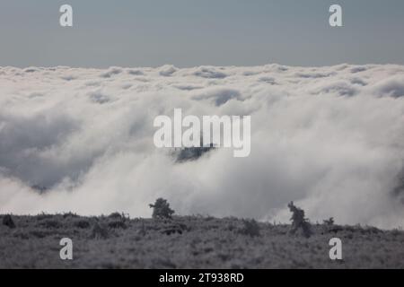 Schierke, Allemagne. 22 novembre 2023. Les nuages dérivent au-dessus du Wurmberg en Basse-Saxe. Le paysage dans le parc national du Harz sur le Brocken est couvert de cerise. Des cristaux de glace bizarres se forment sur les herbes et les plantes. Les températures glaciales créent ce spectacle dans les montagnes du Harz, alors que la neige est encore loin. Crédit : Matthias Bein/dpa/Alamy Live News Banque D'Images