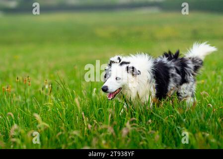 Jeune chien collie de bordure humide (merle bleu) avec les yeux bleus secouant de l'eau dans le champ. Heureux chien de promenade. Animaux domestiques et animaux de compagnie. Banque D'Images