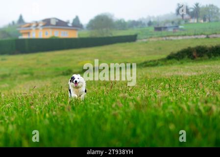 Blue merle Border collie chien avec les yeux bleus courant heureux dans la campagne. chien heureux allant se promener et courir. Animaux domestiques et animaux de compagnie. Banque D'Images