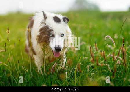 portrait de chien de race collie frontière heureuse avec les yeux bleus marchant sur le terrain. animaux de compagnie et animaux de compagnie. Banque D'Images