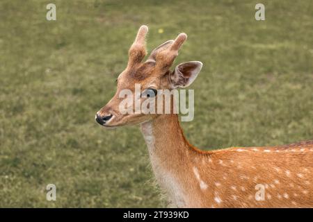 Gros plan de la tête d'un cerf de jachère sur fond vert Banque D'Images