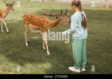 Enfant nourrissant des cerfs sauvages au parc de safari en plein air. Petite fille regardant des rennes dans une ferme. Enfant et animal de compagnie. Voyage d'été en famille au jardin zoologique. Banque D'Images