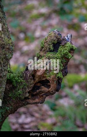 Cicatrices de cicatrice dans les arbres dans les bois derrière le camping du parc touristique llanberis, llanberis, pays de galles, Royaume-Uni Banque D'Images