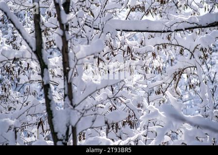 Branches d'arbres enneigées dans la forêt d'hiver. Banque D'Images