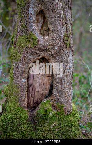 Cicatrices de cicatrice dans les arbres dans les bois derrière le camping du parc touristique llanberis, llanberis, pays de galles, Royaume-Uni Banque D'Images