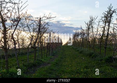 Jardin de pêchers richement fleuris dans la journée ensoleillée de printemps. Banque D'Images