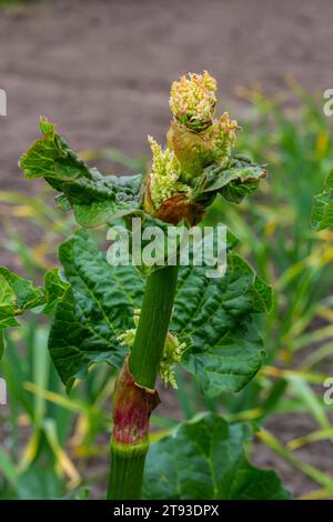 Fleur de rhubarbe gros plan, Rheum australienne, bourgeon de fleur de rhubarbe indienne. Banque D'Images