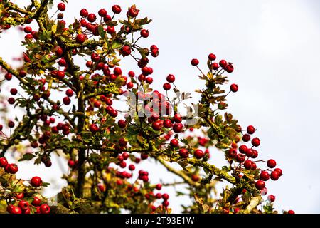 Grappes de baies d'aubépine rouge vif à travers les haies, instantanément connu que c'est la saison d'automne de l'automne Banque D'Images