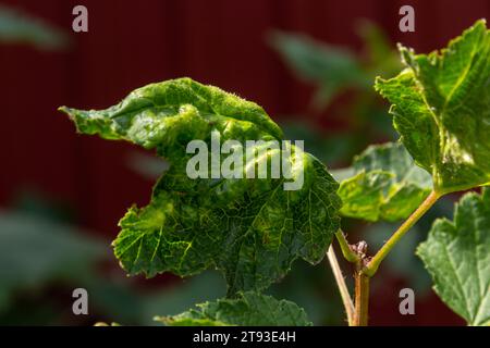 Maladie des groseilles rouges et blanches, infection par des pucerons gaulois Anthracnose. Ampoules brunes sur les feuilles vertes sur la face supérieure. Banque D'Images