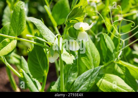 Fleur de plantes de pois. Plantes de pois verts à la lumière du soleil. Banque D'Images