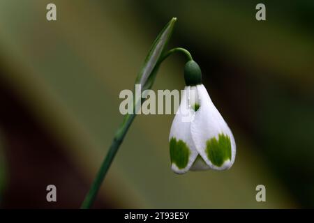 Galanthus morceaux de huit, chute de neige hybride vicroissant ; galanthus hybride ; gouttes de neige hybrides ; gouttes de neige ; printemps; fleur ; fleurs ; RM Floral Banque D'Images