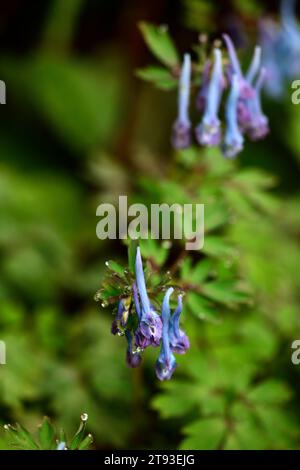 corydalis flexuosa bleu de chine, fleurs bleues fumées, fleurs bleues, floraison printanière, feuilles, feuillage, bois, ombre, ombre, ombre, jardin, jardins, garde boisée Banque D'Images