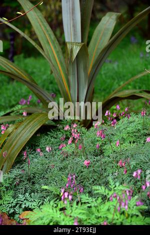 Dicentra filigrane, fleurs roses, cordyline indivisa, arbre de chou de montagne, feuillage persistant, feuilles persistantes, lin de brousse, coeur saignant frangé, h saignant Banque D'Images