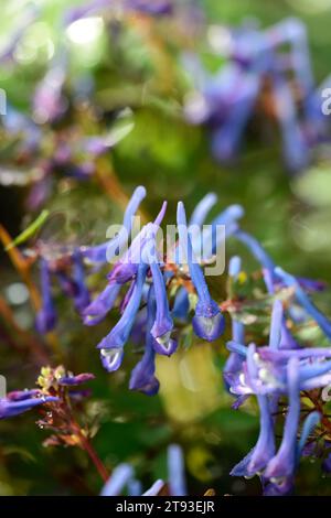 corydalis flexuosa feuille pourpre, fleurs bleu azur, fleurs bleues, floraison printanière, feuilles, feuillage, bois, ombre, ombragé, ombre, jardin, jardins, bois gard Banque D'Images