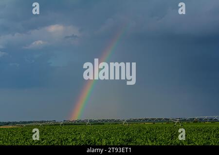 Grand système d'irrigation dans un champ vert, avec un bel arc-en-ciel se formant dans la pulvérisation sur fond de ciel nuageux. Banque D'Images