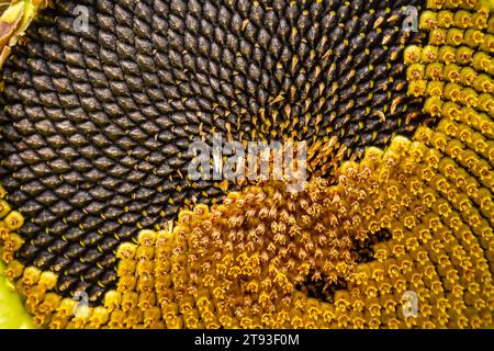 Tournesol avec graines noires gros plan. Banque D'Images