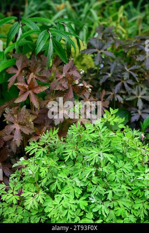 Géranium maculatum Espresso, feuilles sombres, feuillage foncé, corydalis, feuilles, printemps, jardin boisé, ombragé, jardin ombragé, RM Floral Banque D'Images