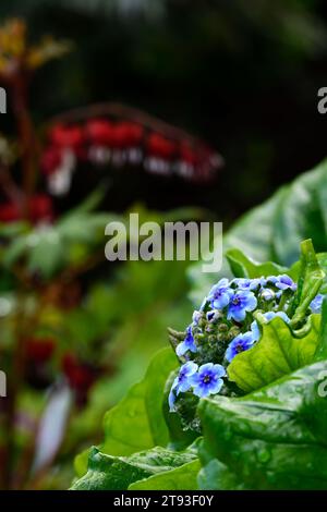 Myosotidium hortensia, île de Chatham Forget-Me-Not, fleurs bleues, floraison, fleur, feuillage persistant, feuilles persistantes, ombre, ombragé, jardin ombragé, bois Banque D'Images