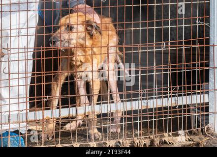 Yambol Bulgarie 21 novembre 2023 : l'expatriée Claire Starling du Yorkshire a organisé une manifestation pour les droits des animaux après qu'un doigt de sa main droite s'est mordu lors d'une visite au refuge de Yambol. Claire qui a dit qu'elle nourrissait les chiens quand l'incident se produit les chiens sont affamés et en très mauvais état. Les militants des droits des animaux, y compris la communauté anglaise, se sont rassemblés pour protester contre l’état du refuge municipal pour chiens. Les chiens vivant dans leurs excréments exposés aux éléments météorologiques les chiens meurent de coup de chaleur et de gelures. Clifford Norton Alamy Live News Banque D'Images