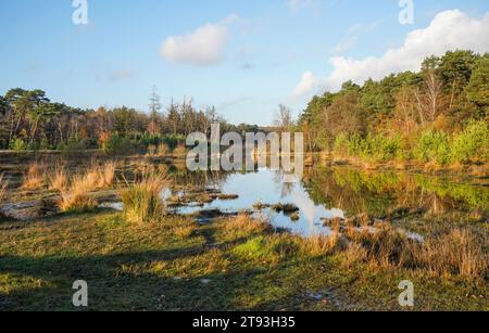 The roode beek, Heath Moor Brunssummerheide, réserve naturelle, Limbourg, pays-Bas. Banque D'Images