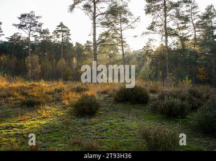 Mulberry Cottage moor Heath, parc naturel, Limbourg, Pays-Bas. Banque D'Images