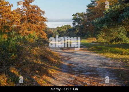 Trail Heath Moor Brunssummerheide, réserve naturelle, Limbourg, pays-Bas. Banque D'Images
