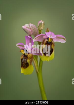 Ophrys tenthredinifera, orchidée de la mouche, orchidée sauvage rare, Andalousie, Espagne. Banque D'Images