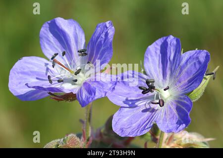 Meadow Cranesbill Geranium pratense, également connu sous le nom de Meadow Crane’s-bill ou Meadow Geranium, plante à fleurs sauvages de Finlande Banque D'Images