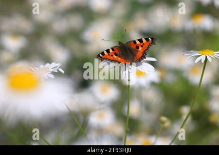 Petit papillon d'écaille de tortue, aglais urticae, se nourrissant de Mayweed sans âme, Tripleurospermum inodorum Banque D'Images