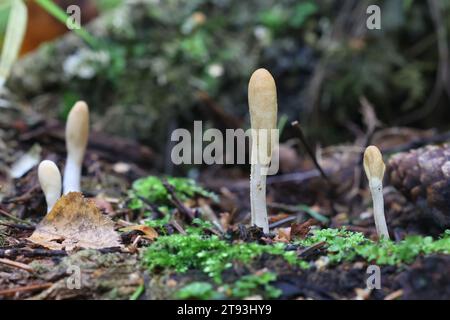 Trichoderma leucopus, aussi appelé Hypocrea leucopus, un champignon parasite de sac originaire de Finlande, pas de nom commun en anglais Banque D'Images