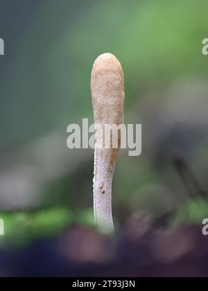 Trichoderma leucopus, aussi appelé Hypocrea leucopus, un champignon parasite de sac originaire de Finlande, pas de nom commun en anglais Banque D'Images