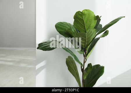 Figuier de violon ou plante de Ficus lyrata avec des feuilles vertes à l'intérieur Banque D'Images