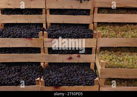 Raisins mûrs frais dans des caisses en bois au marché de gros Banque D'Images