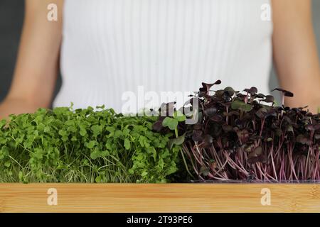 Femme avec caisse en bois de différents microgreens frais sur fond gris, closeup Banque D'Images