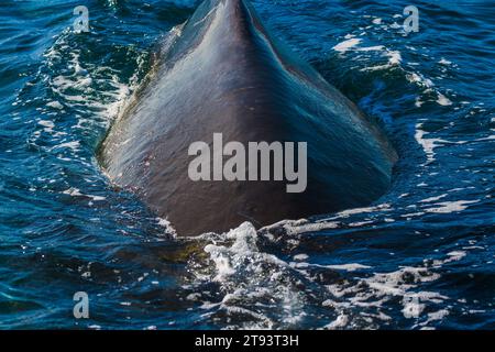 Vue rapprochée de la baleine à bosse adulte Banque D'Images