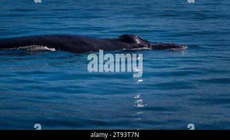 Vue rapprochée de la baleine à bosse adulte Banque D'Images