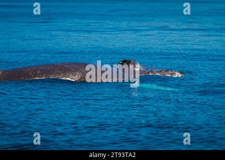 Vue rapprochée de la baleine à bosse adulte Banque D'Images