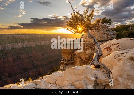 Grand soleil éclate à travers Gnarly Tree le long de Bright Angel point le long de la rive nord du Grand Canyon Banque D'Images