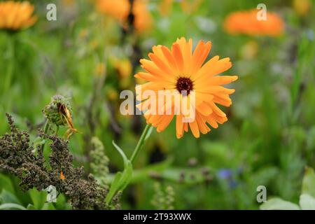 Champs pleins de marigolds magnifiquement fleuris en été en Allemagne, gros plan. Banque D'Images