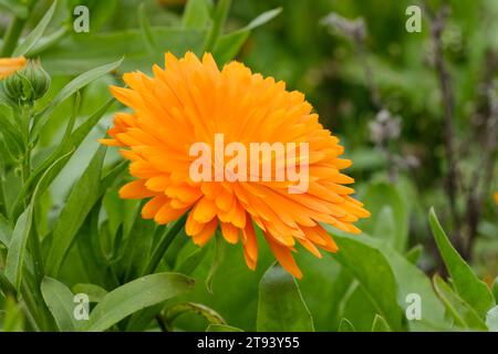 Champs pleins de marigolds magnifiquement fleuris en été en Allemagne, gros plan. Banque D'Images