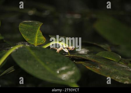 Vert vipers de fosse serpent sur l'arbre et chasser le caméléon au sri lanka Banque D'Images