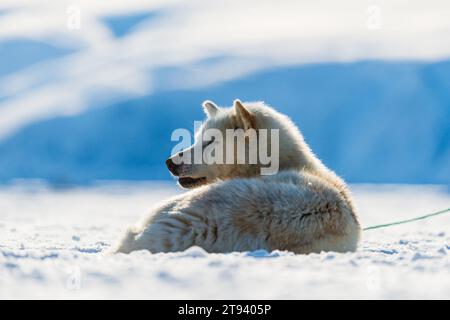 Un chien du Groenland couché dans la neige avec des paysages de montagne. Banque D'Images