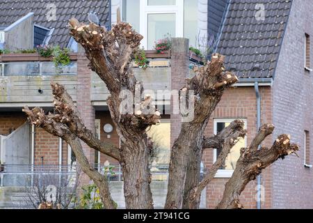 Düsseldorf 22.11.2023 Baumschnitt Geldstrafe Baumäste Baumast private Gärten Privatgärten Kappschnitt dicke Knollen Baumknollen Düsseldorf Nordrhein-Westfalen Deutschland *** Düsseldorf 22 11 2023 taille des branches fines des arbres jardins privés jardins privés taille des tubercules épais des arbres Düsseldorf Rhénanie du Nord-Westphalie Allemagne Banque D'Images