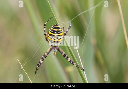 Araignée guêpe femelle sur sa toile en roseaux, réserve RSPB Minsmere, Suffolk, août Banque D'Images